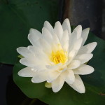 white_lotus_0023