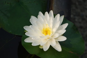 white_lotus_0023